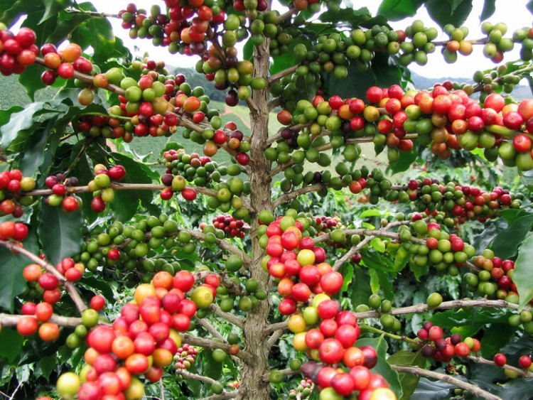 Кофейное дерево с плодами