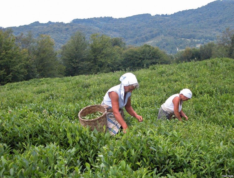 Плантация чая в Грузии