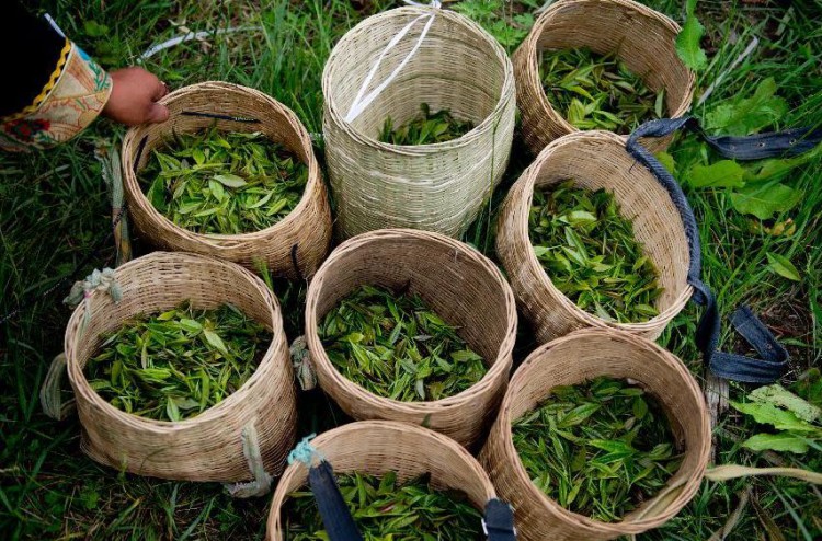 Собранные листья чая