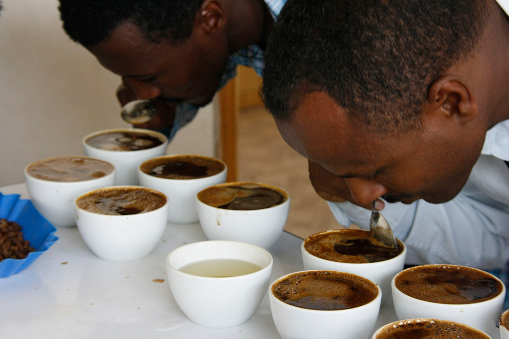 Оценка аромата кофе