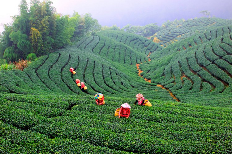 Чайные плантации на Тайване