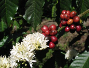 Плоды и цветы кофе