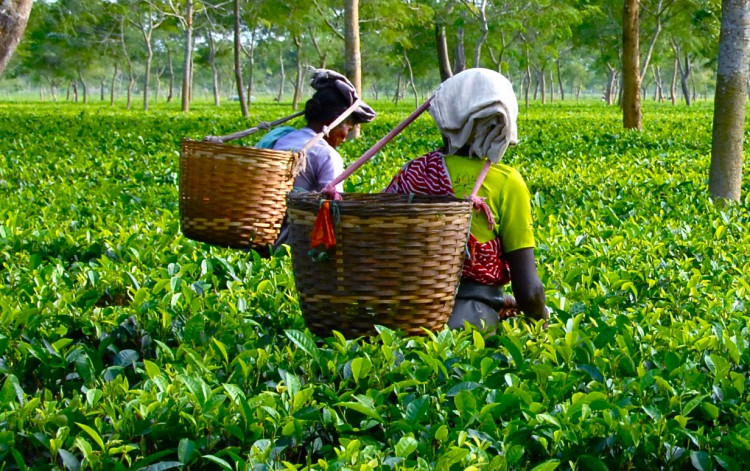 Сбор чая в Индии